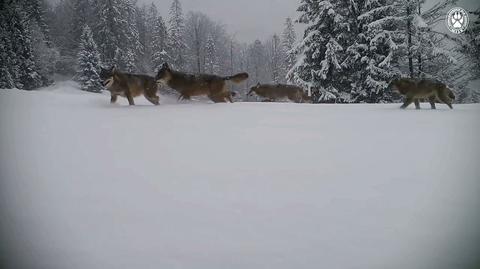 Fotopułapka uchwyciła wilki w Beskidzie Żywieckim