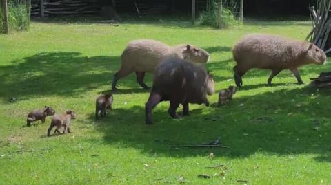 Małe kapibary nie odstępują mamy na krok