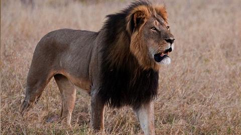 29.07.2015 | Amerykański dentysta podczas safari zabił lwa – symbol Zimbabwe