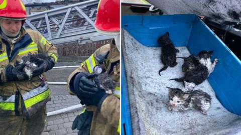 Strażacy uratowali z płonącego domu cztery małe kotki
