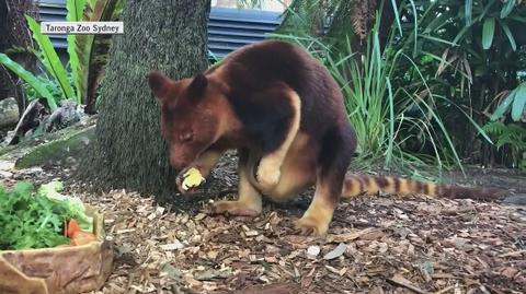 Kangur drzewny w australijskim zoo