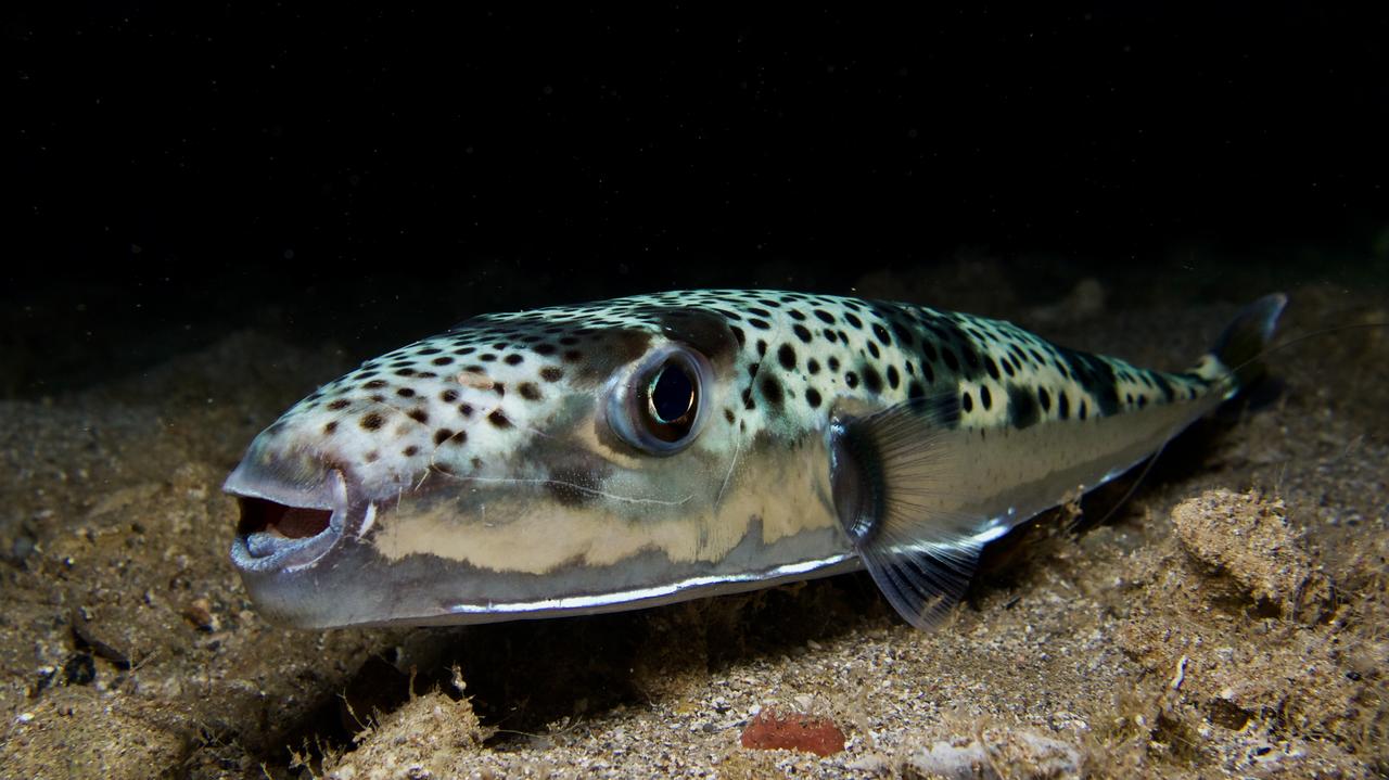 Niebezpieczna ryba u brzegów Chorwacji