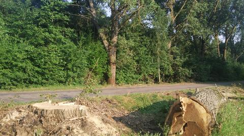 Drzewa zostały wycięte wzdłuż drogi w powiecie sokólskim (materiał z 20.07.2021)