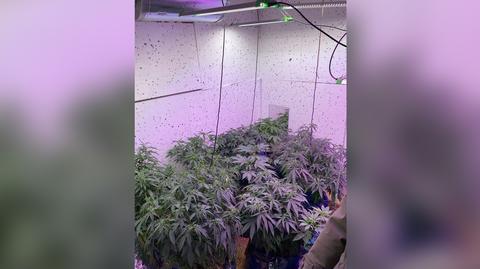 Giżyccy policjanci znaleźli plantację marihuany znajdującą się w przyczepie kempingowej
