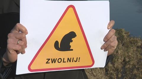 Bobry zamieszkały w centrum Szczecina. Radny chce ustawić znaki ostrzegawcze dla kierowców