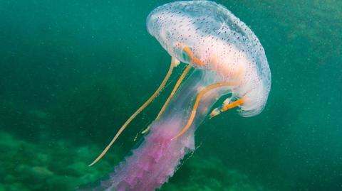 Nowy gatunek meduzy odnaleziony w miejskim parku