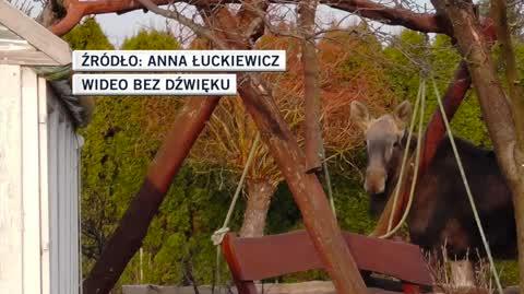 Białystok. Łoś zadomowił się na ogródkach działkowych