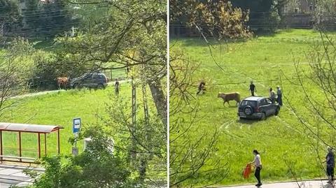 Okładali cielaka łopatą i widłami, rozjeżdżali samochodem terenowym