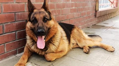 Podlaski Oddział Straży Granicznej zaopiekował się psem, który przyszedł z Białorusi