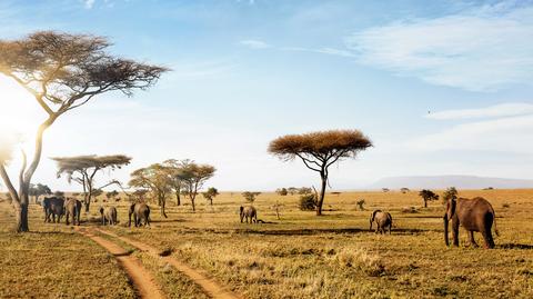 Serengeti w Tanzanii