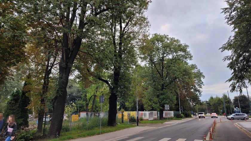 20 drzew przy Błoniach może pójść pod topór podczas przebudowy ulicy. "Projekt pełen absurdów"