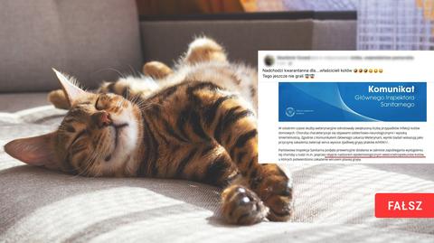 Główny Lekarz Weterynarii Paweł Niemczuk o chorobie kotów