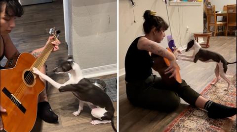 Pies, który gra na gitarze