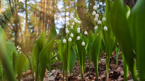 Dendrocnide moroides to "jadowita" roślina