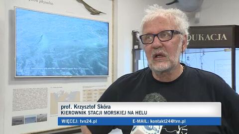 Profesor Krzysztof Skóra o sekcji wieloryba 
