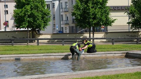 Strażnicy miejscy wyłapali kaczki, które weszły do fontanny  