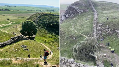 Powalone w akcie wandalizmu, słynne drzewo z Sycamore Gap, obok Muru Hadriana w parku Northumberland w Anglii