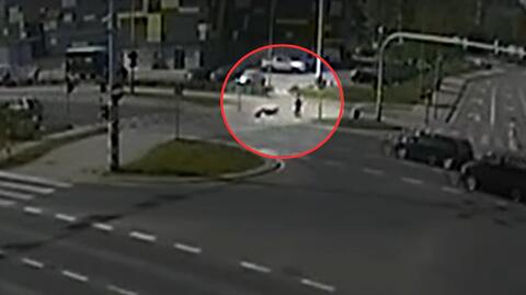 Policja pomogła seniorowi, który zasłabł na przejściu dla pieszych we Wrocławiu
