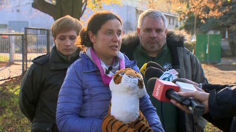 Dyrektorka poznańskiego zoo o uratowaniu tygrysów