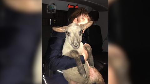 Owca błąkała się ulicami Opola. Pomogli jej policjanci