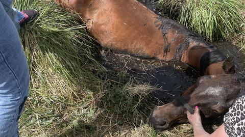 Konia, który utknął w błocie wyciągali strażacy z pomocą traktora