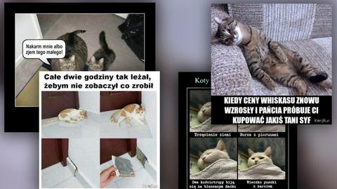Koty na zdjęciach Reporterów 24