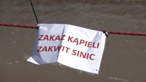 Sinice w jeziorach. W tych miejscach nie można się kąpać