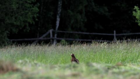 Białowieża. Niedaleko Białowieskiego Parku Narodowego ma powstać farma fotowoltaiczna. Ekolodzy alarmują, że to żerowisko orlika krzykliwego (materiał z 10.01.2023)
