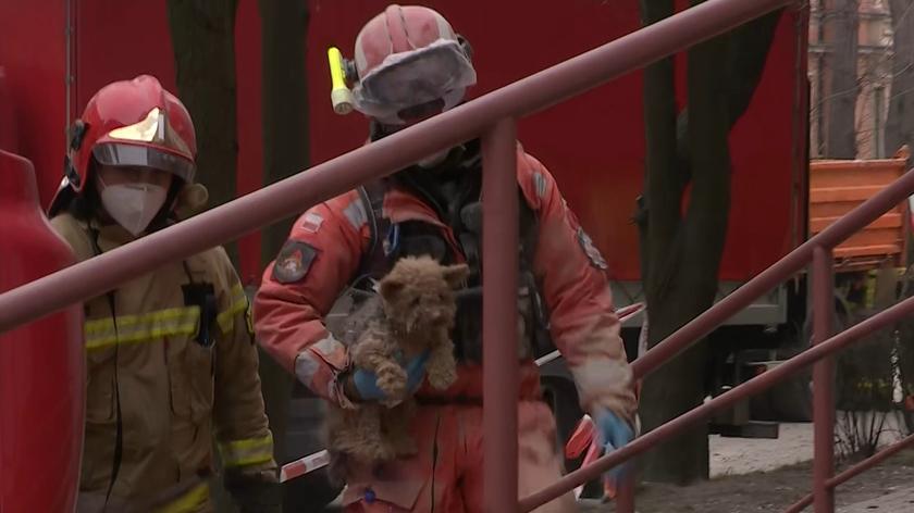 Z gruzów kamienicy w Katowicach strażacy wyciągnęli psa