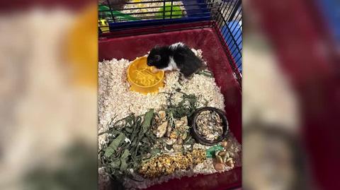 Nastolatek wyrzucił chomiki na śmietnik. Sprawę bada policja