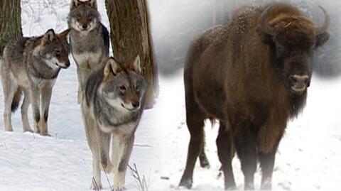 Żubry pokazały wilkom, kto rządzi w lesie. Niezwykłe nagranie z Puszczy Białowieskiej