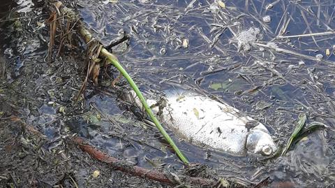 Rzecznik wojewody dolnośląskiego: przyczyną śnięcia ryb pod Głogowem - najprawdopodobniej złota alga