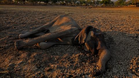 W Zimbabwe dziesiątki słoni padły z powodu tajemniczej bakterii