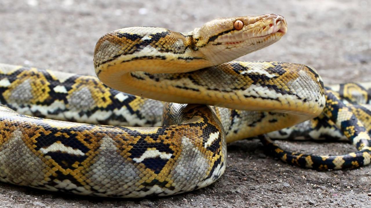 Martwy wąż w jedzeniu. Zachorowało ponad sto dzieci