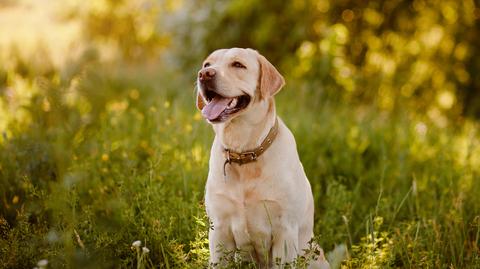 Skłonność do nadwagi zapisana w genach? U niektórych labradorów to możliwe