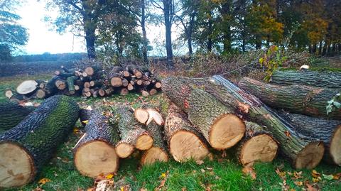 Ekolodzy alarmują, że pod Bolesławcem doszło do nielegalnej wycinki drzew