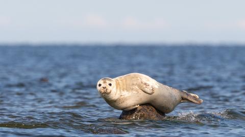 14 dniowa foka znaleziona na plaży