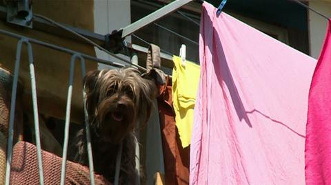 Właściciele psów uprzykrzają życie sąsiadom