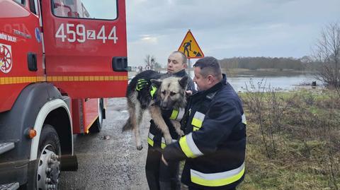 Pies utknął na zalanym odcinku drogi. Pomogli strażacy