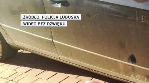 Kot utknął w komorze silnika. Cudem uniknął śmierci