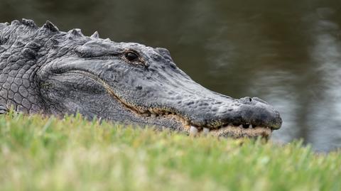 Aligator spacerował ulicami Florydy