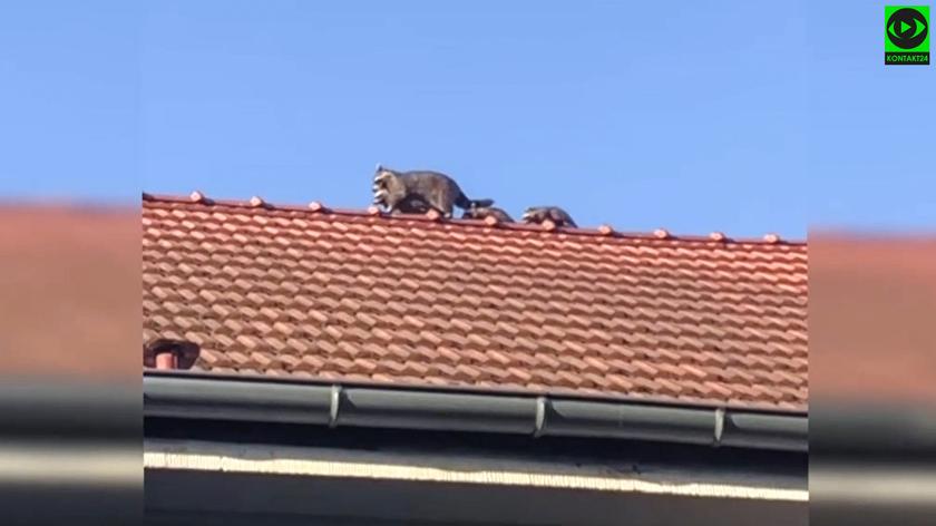 Samica szopa z czterema młodymi zamieszkała na dachu w Gdańsku