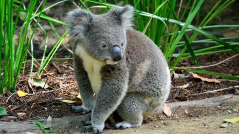Spragniony koala