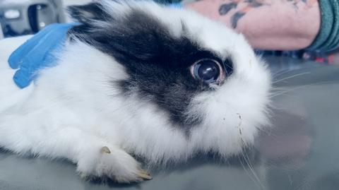 Ekostraż odebrała zaniedbanego królika z wrocławskiego przedszkola. Policja wyjaśnia sprawę