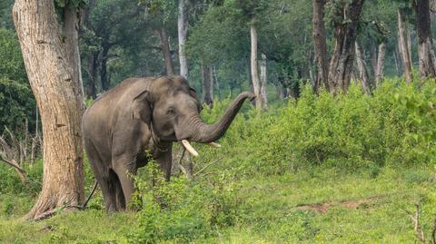 Słoń zaatakował mężczyznę w pobliżu miejscowości Pochampalli