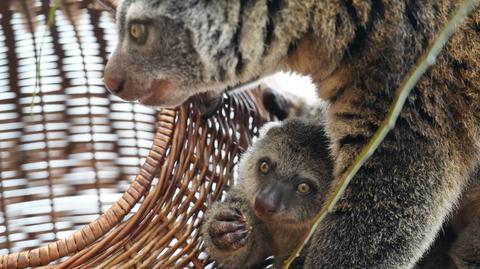 Kuskus niedźwiedzi urodził się we wrocławskim zoo