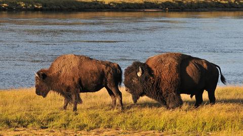 W okolicach Radomska chodzą bizony