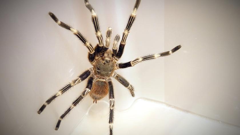 Huge spider found in a flat