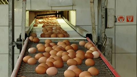 Fakty i mity o jajkach