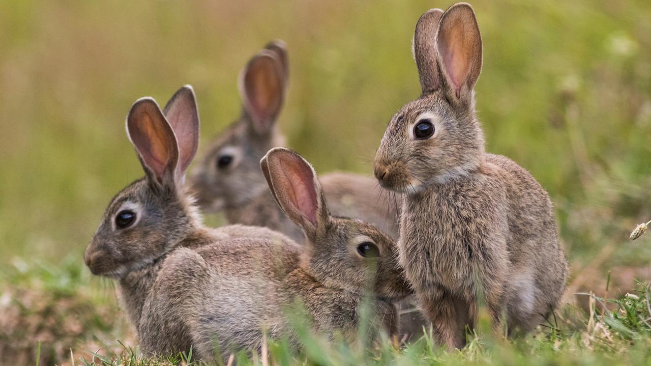 España.  Los agricultores culpan a los ‘conejos híbridos’ de destruir los cultivos
